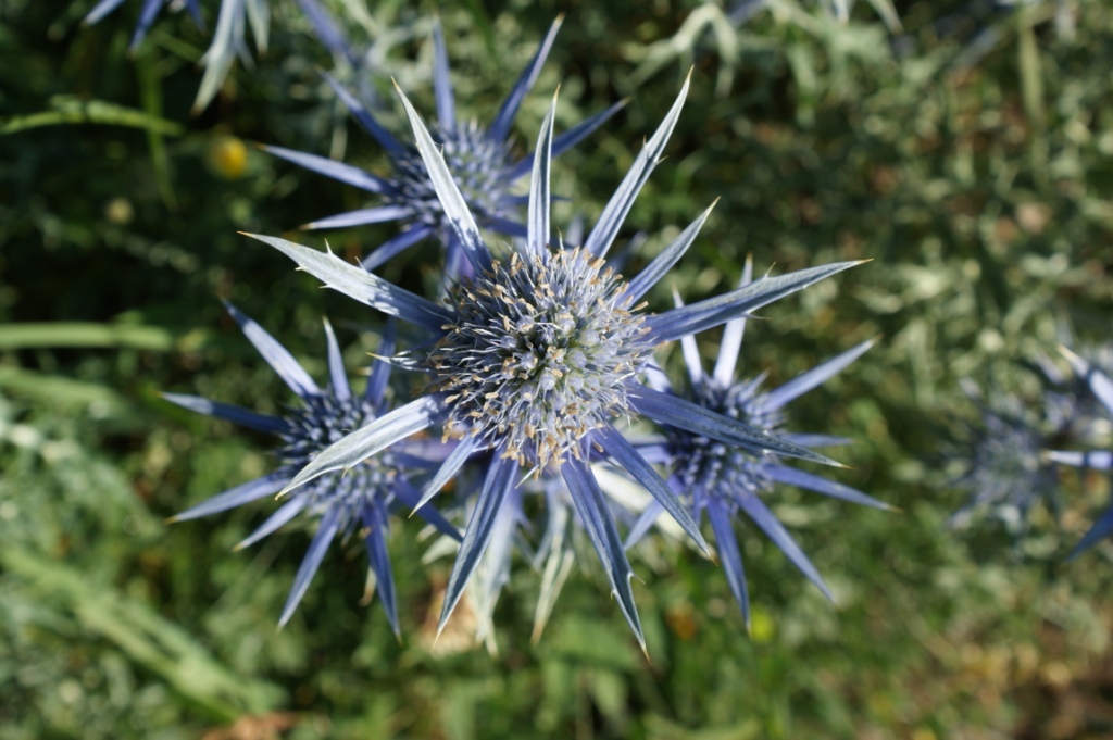 معرفی و راهنمای پرورش گیاهان زینتی - دریای مقدس